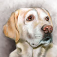 painted dog portraits